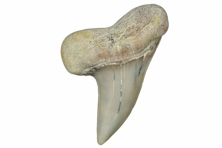 Fossil Shark Tooth (Carcharodon planus) - Bakersfield, CA #306786